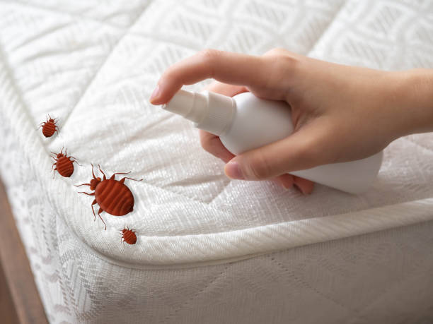 Best Affordable Pest Control Services  in Halfway, MD