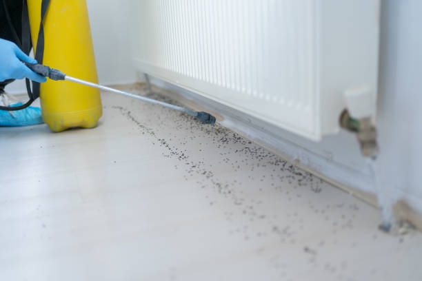 Best Termite Control Services  in Halfway, MD