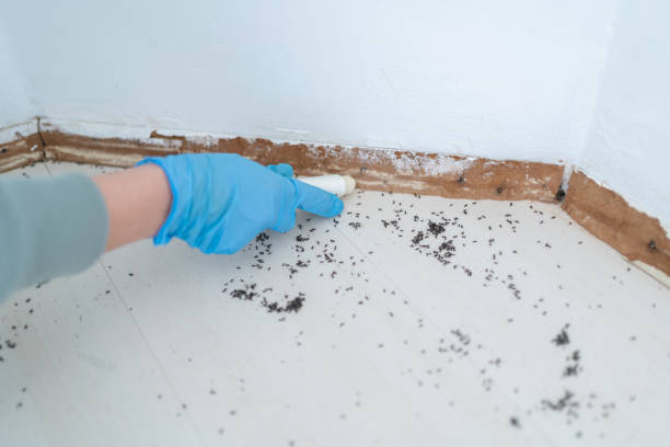 Best Pest Prevention Services  in Halfway, MD